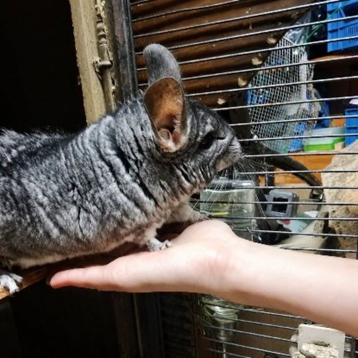 Adoption Choupi & choupinette