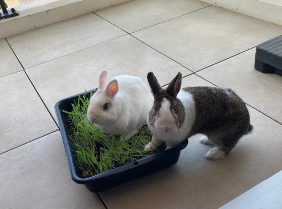 Adoption Cyril & zizou