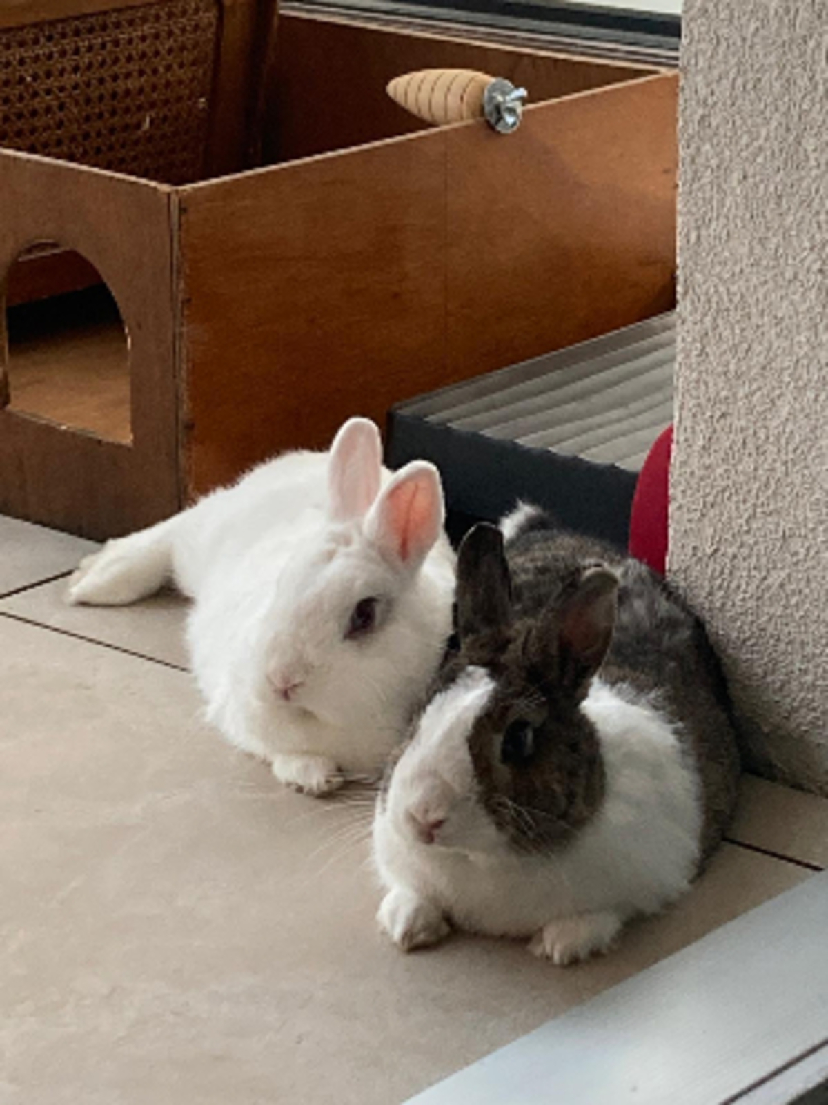Adoption Cyril & zizou