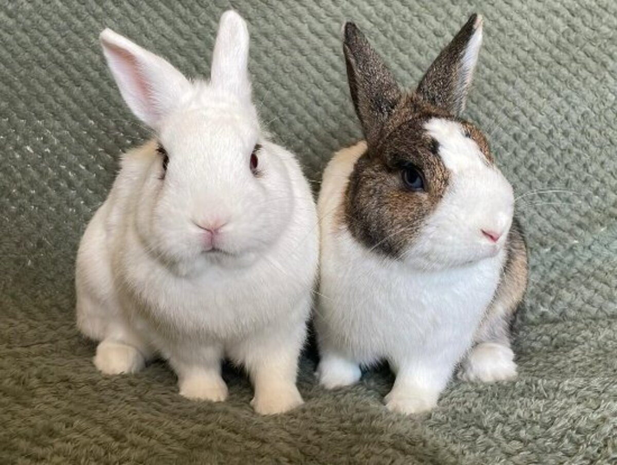 Adoption Cyril & zizou
