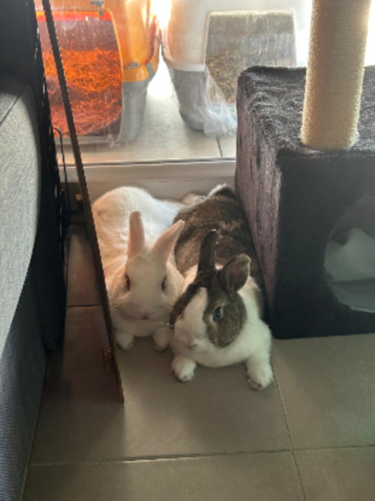 Adoption Cyril & zizou