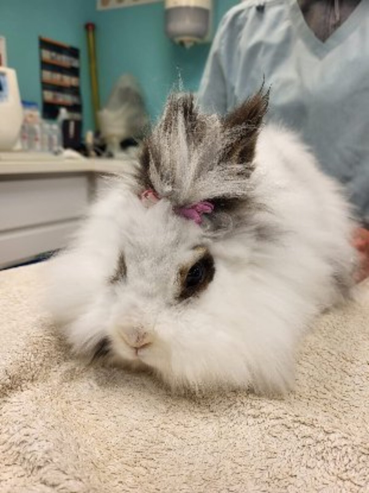Adoption Esmeralda
