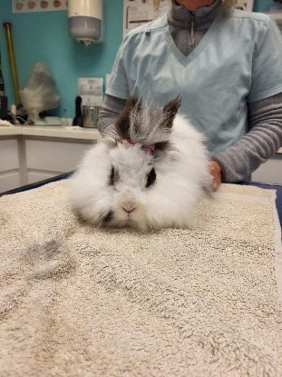 Adoption Esmeralda