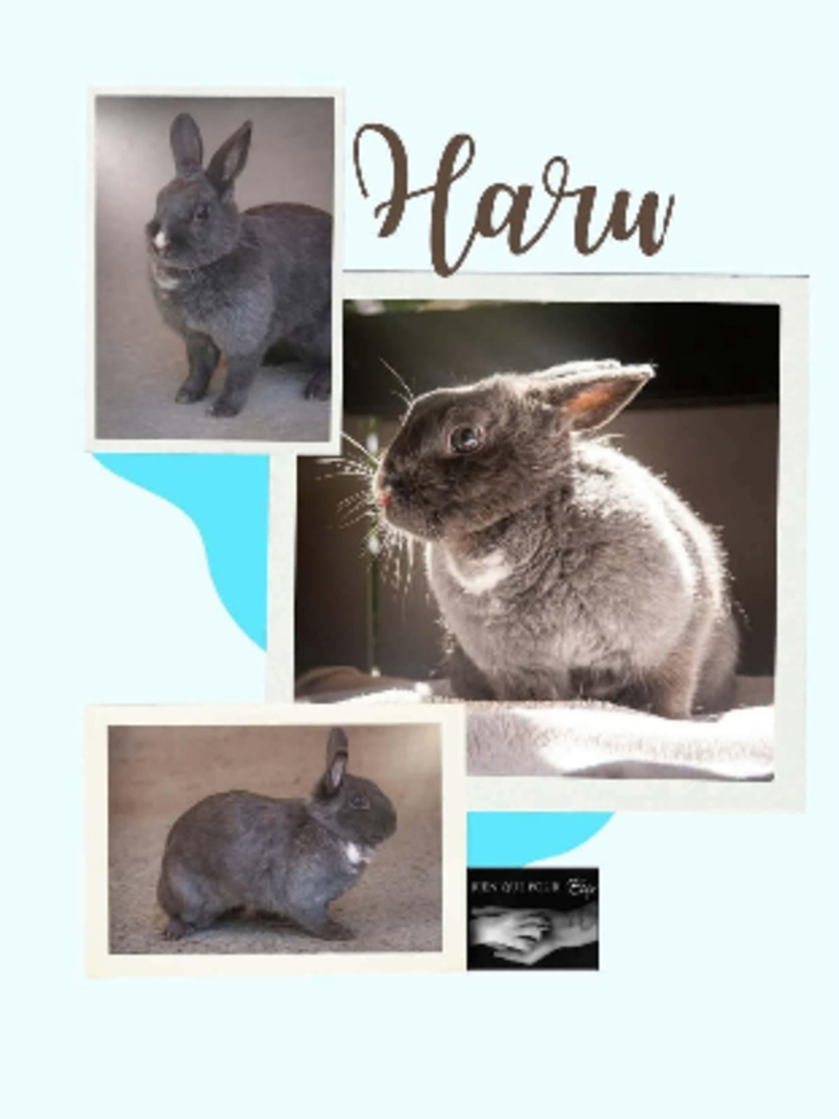 Adoption Haru