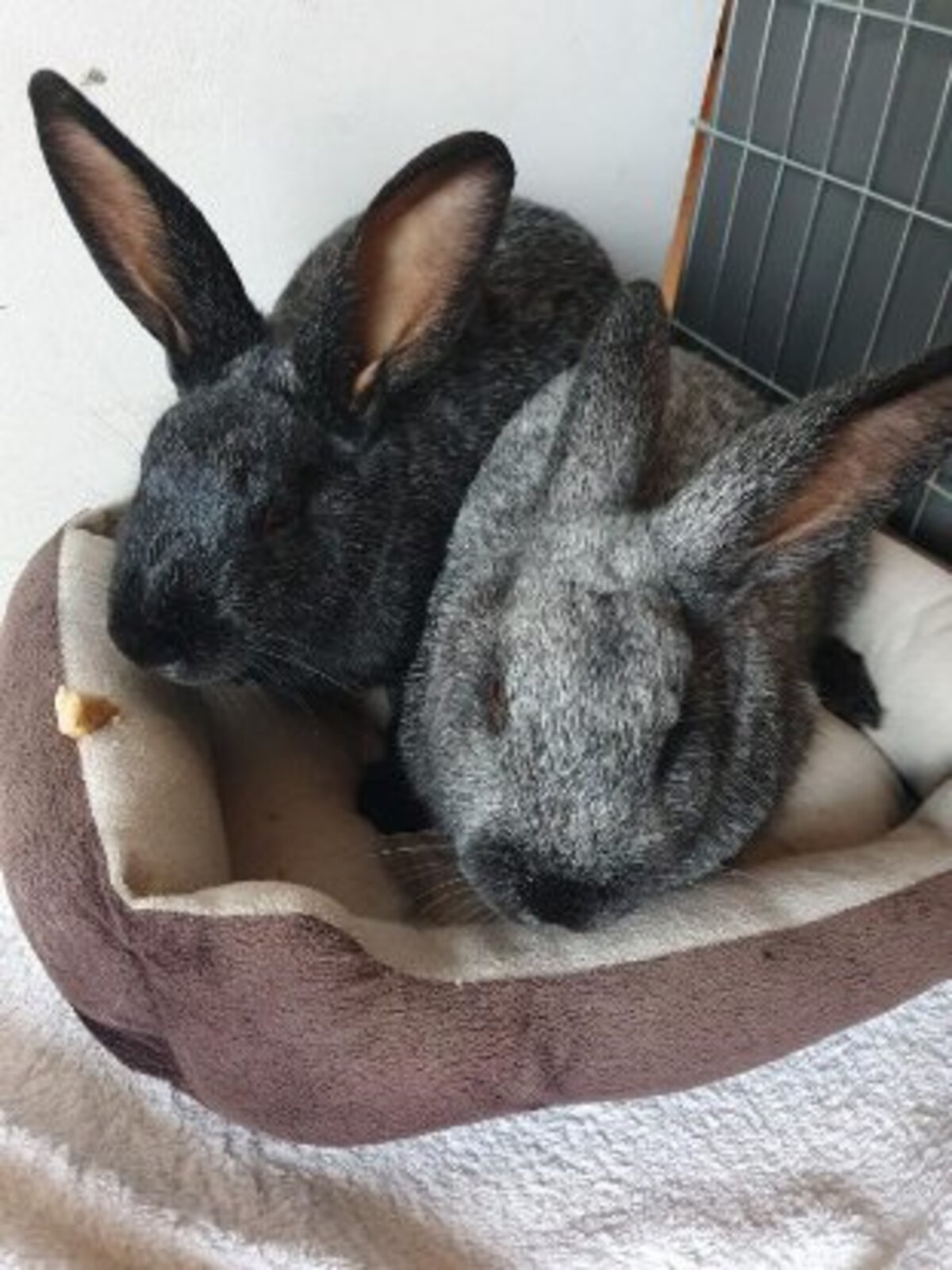 Adoption Kikichou