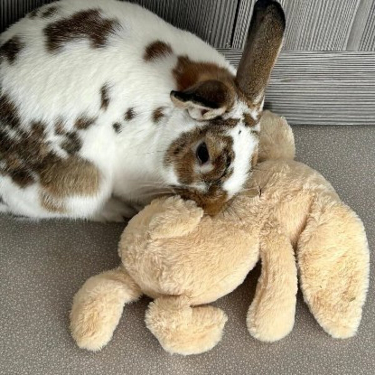 Adoption Linus