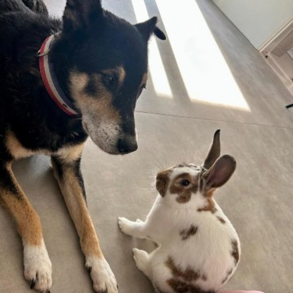 Adoption Linus