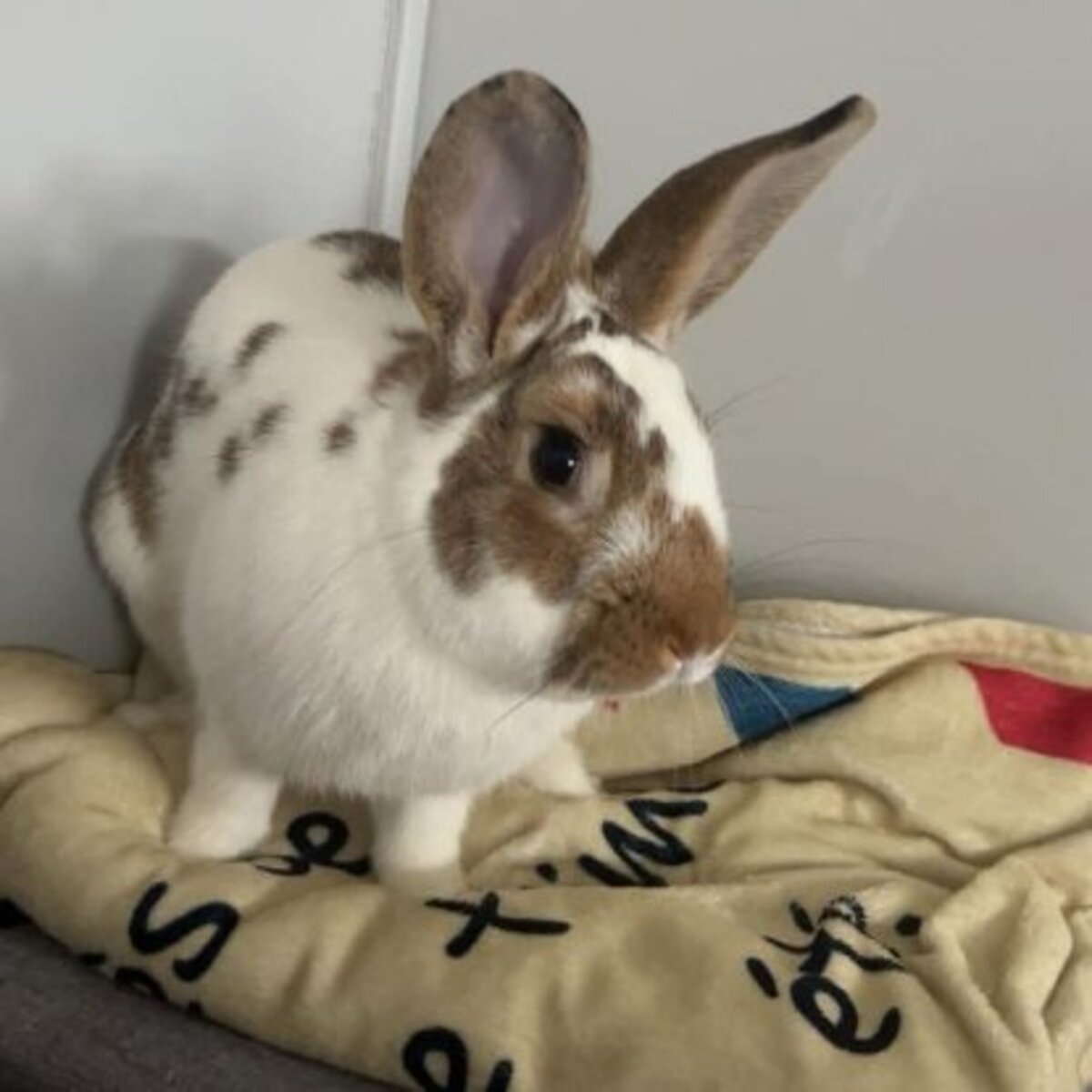 Adoption Linus