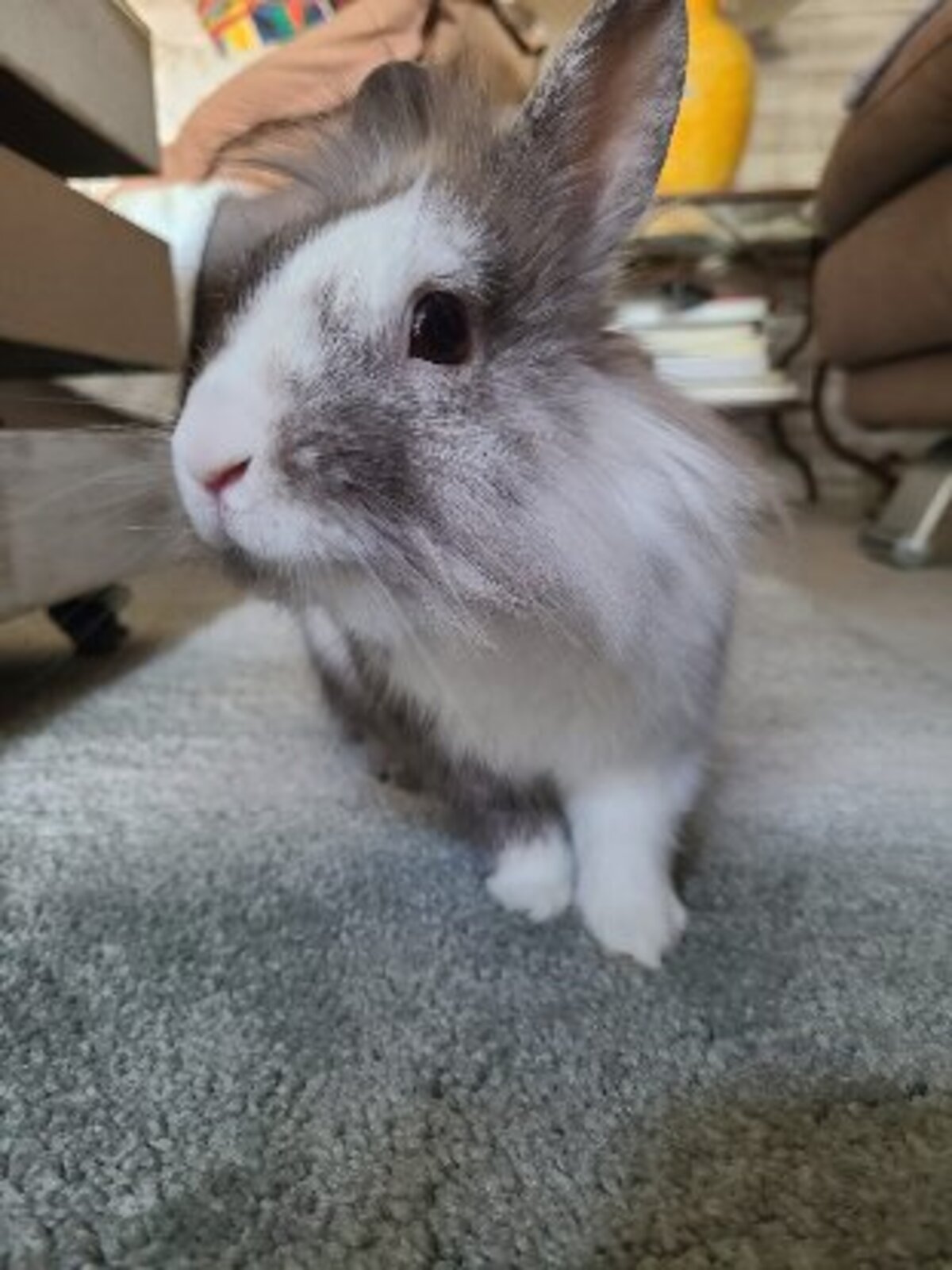 Adoption Lucky
