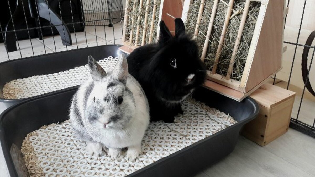 Adoption Onyx & oréo