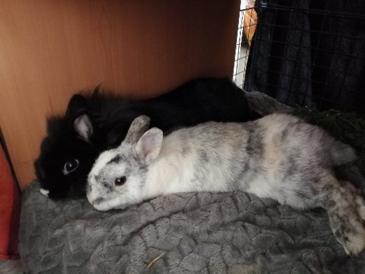 Adoption Onyx & oréo
