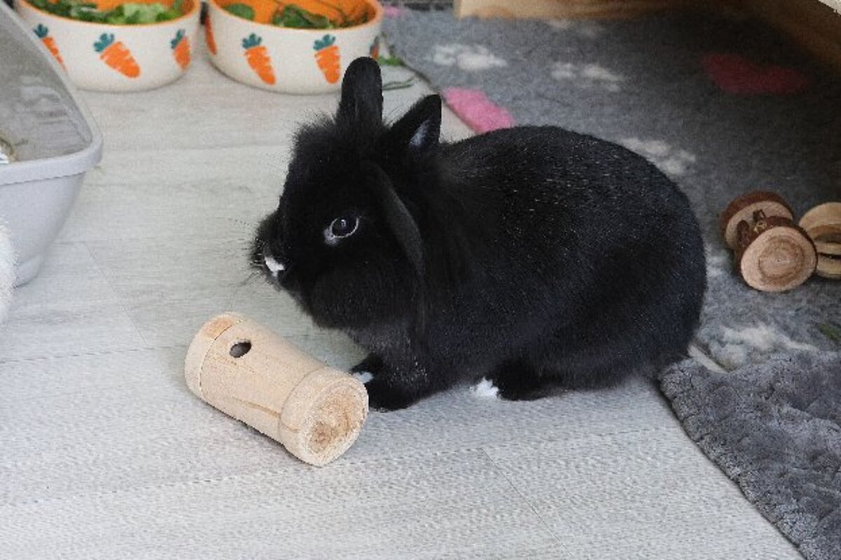 Adoption Onyx & oréo