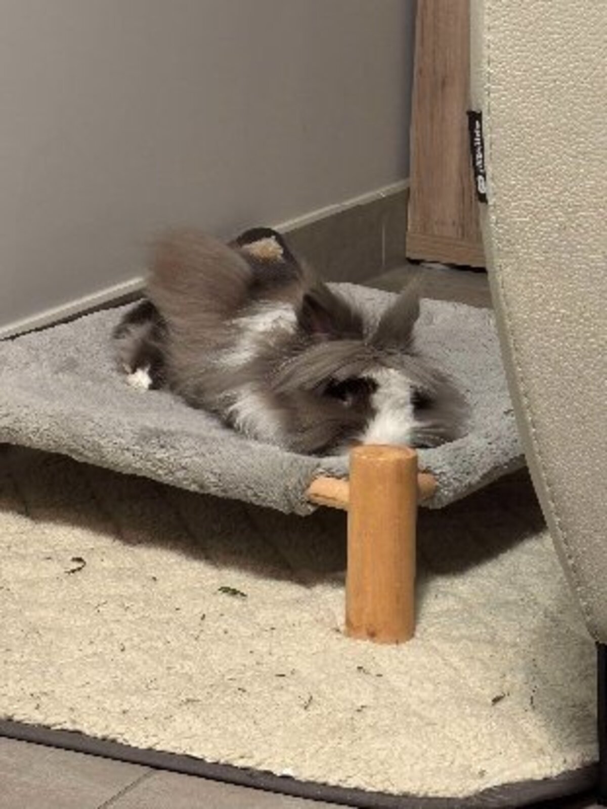 Adoption Rocket