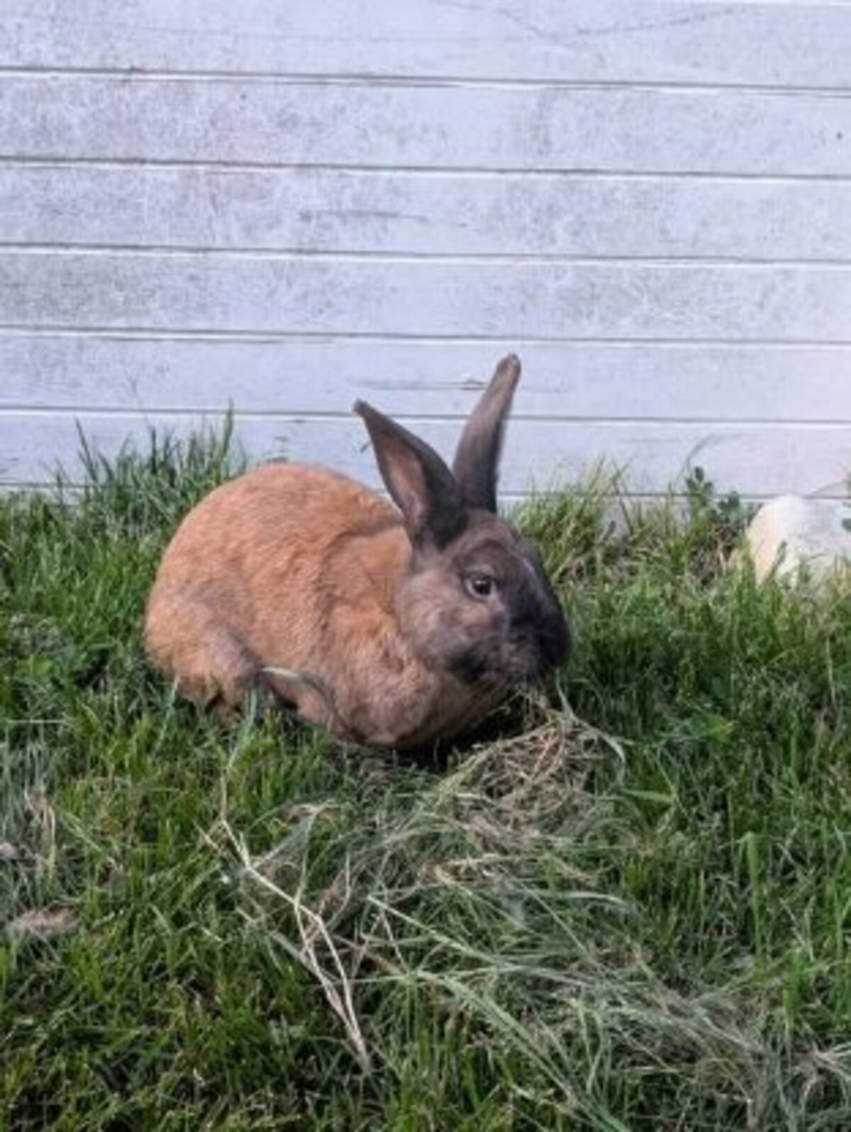 Adoption Rookie