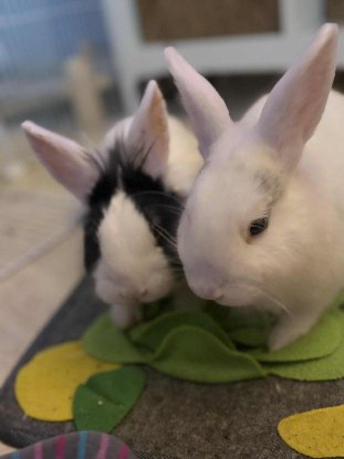 Adoption Sherlock