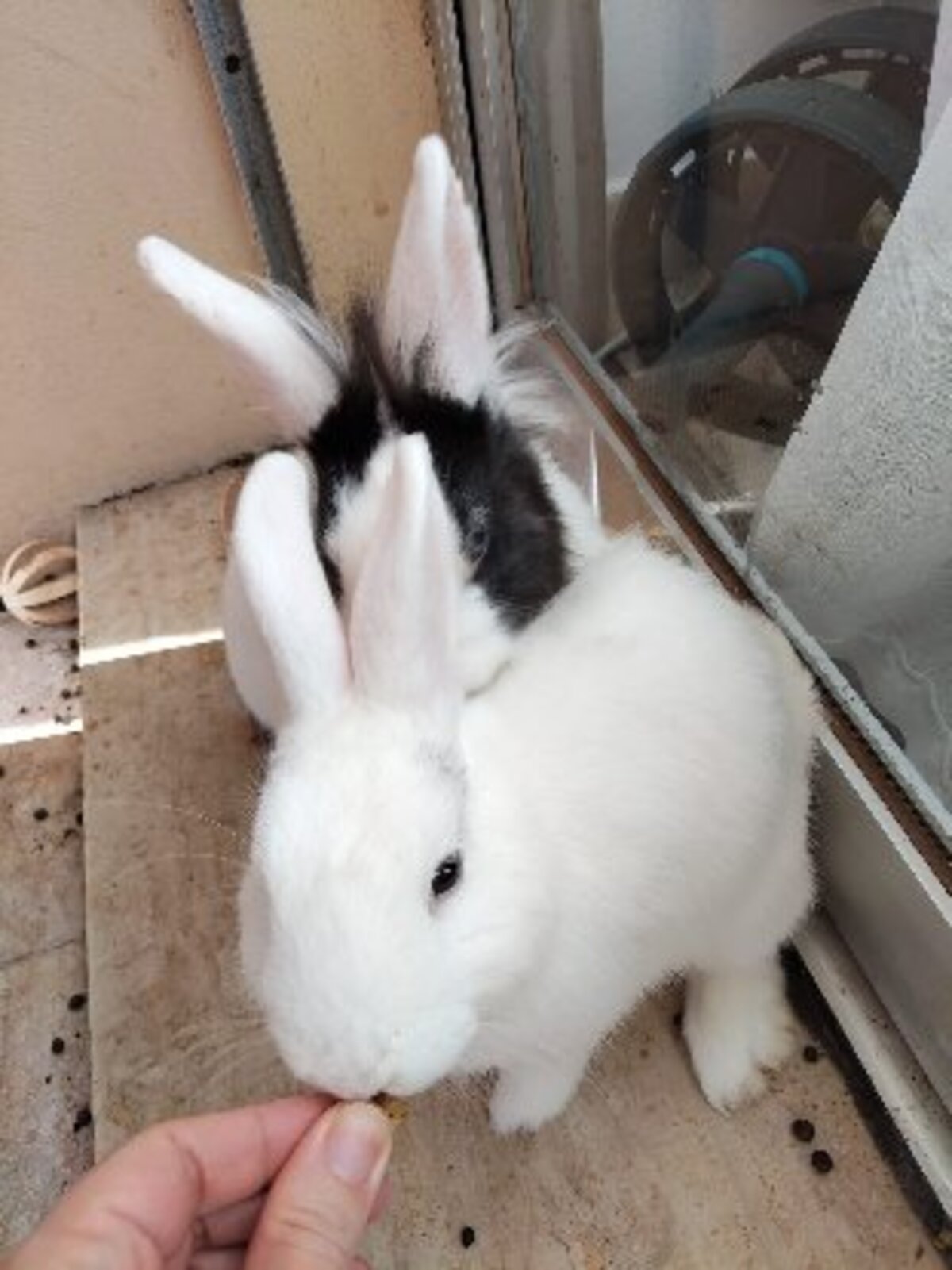 Adoption Sherlock