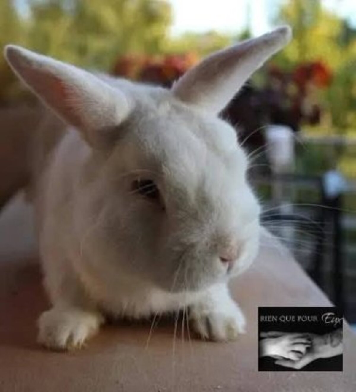 Adoption Shiro
