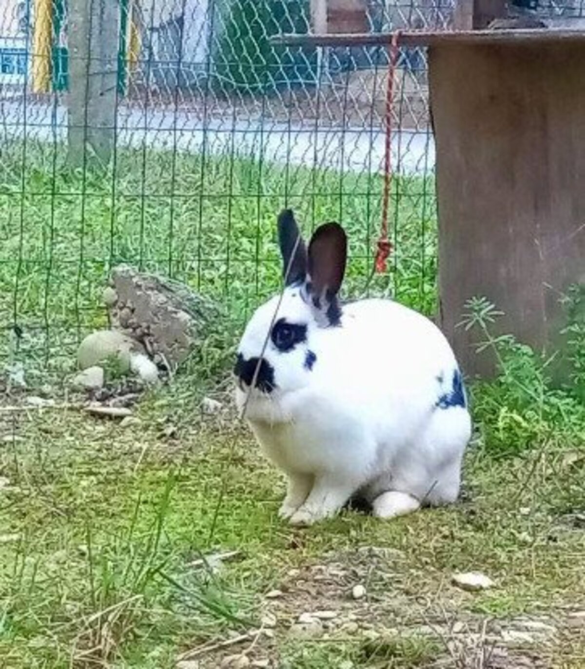 Adoption Smurf