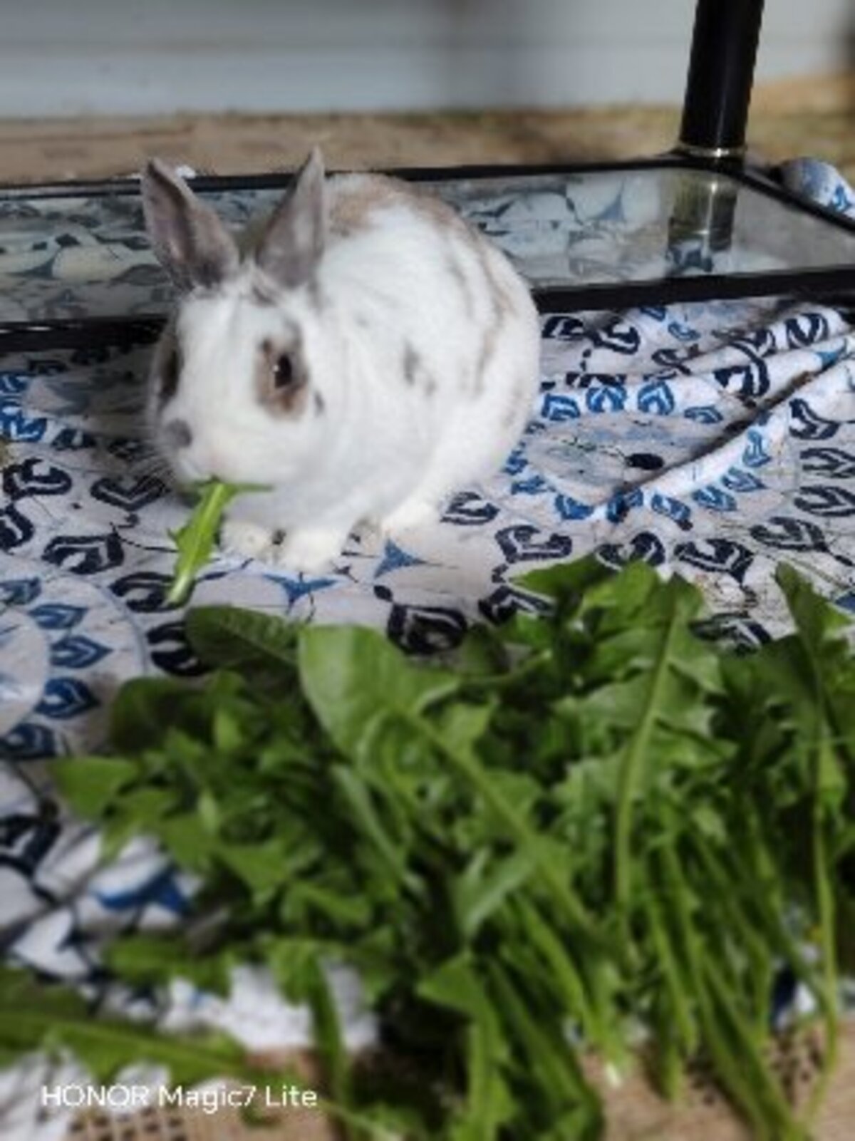 Adoption Sonic