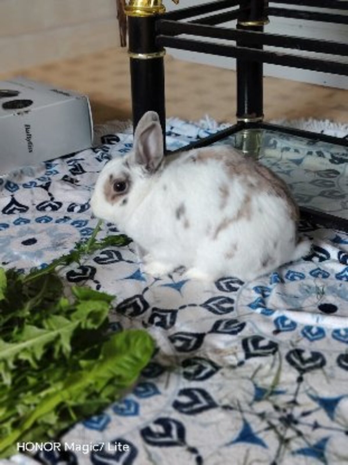 Adoption Sonic
