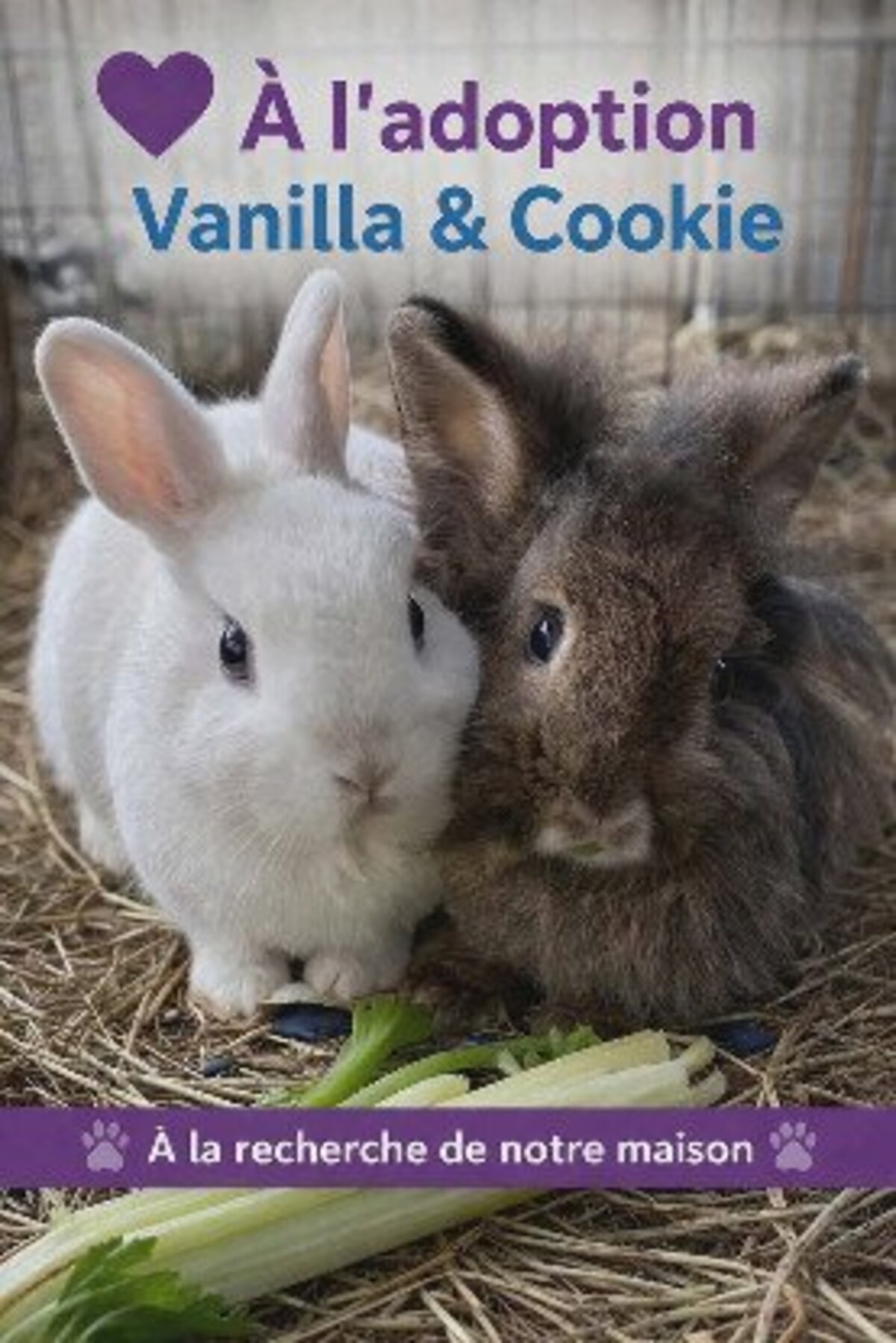 Adoption Vanilla et cookie