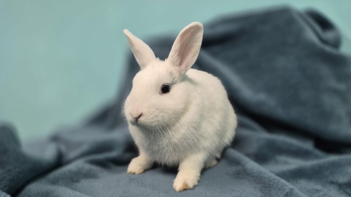 Adoption Watson