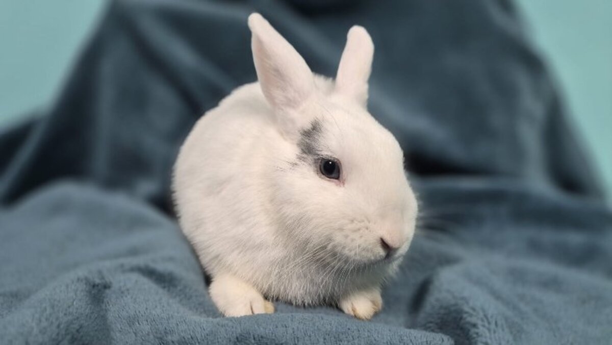 Adoption Watson