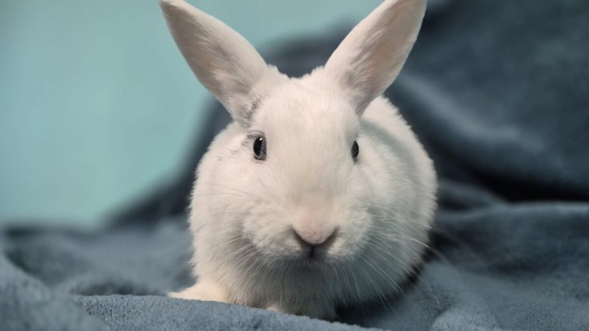 Adoption Watson