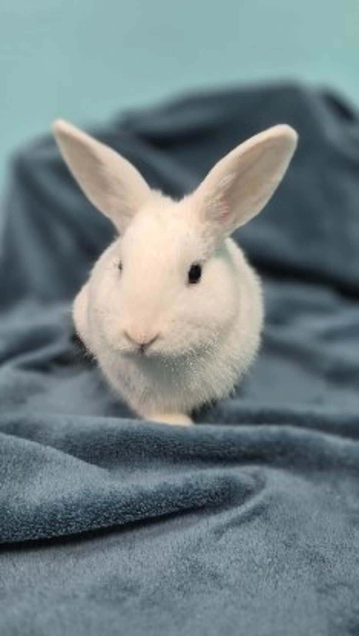 Adoption Watson