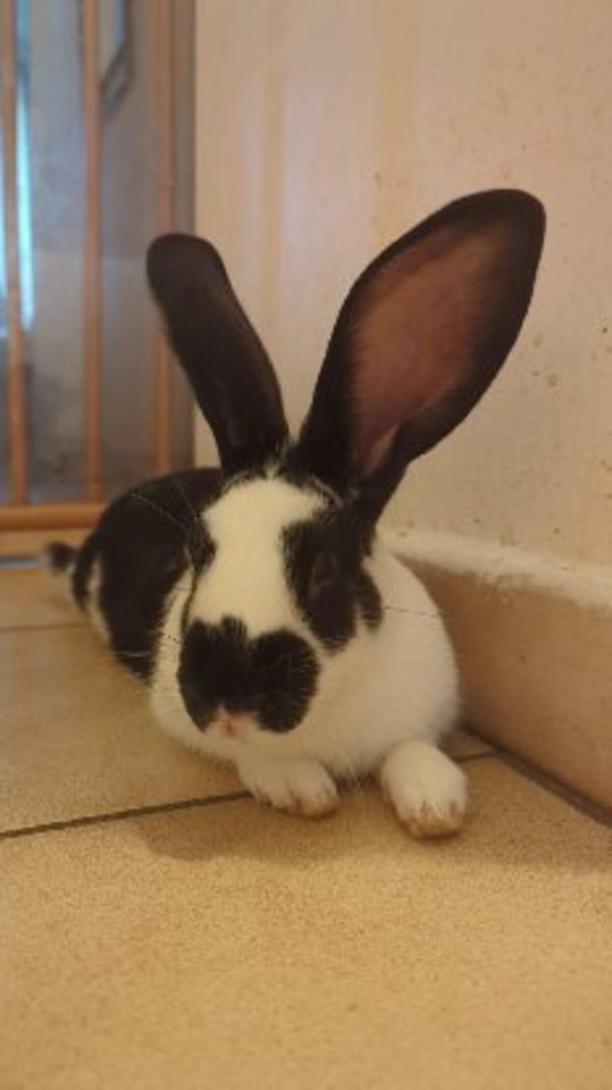 Adoption Zako