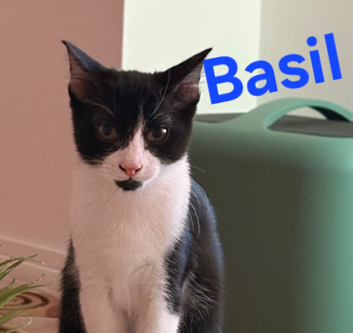Adoption Basil