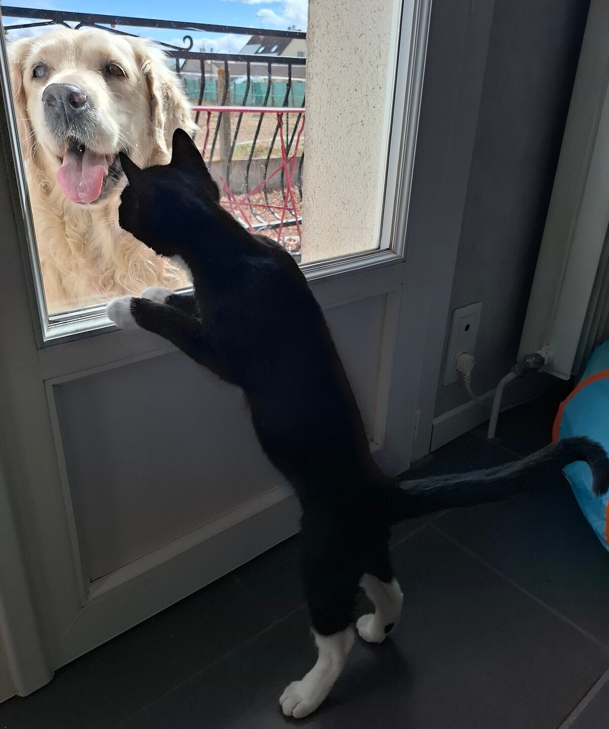 Adoption Biscuit