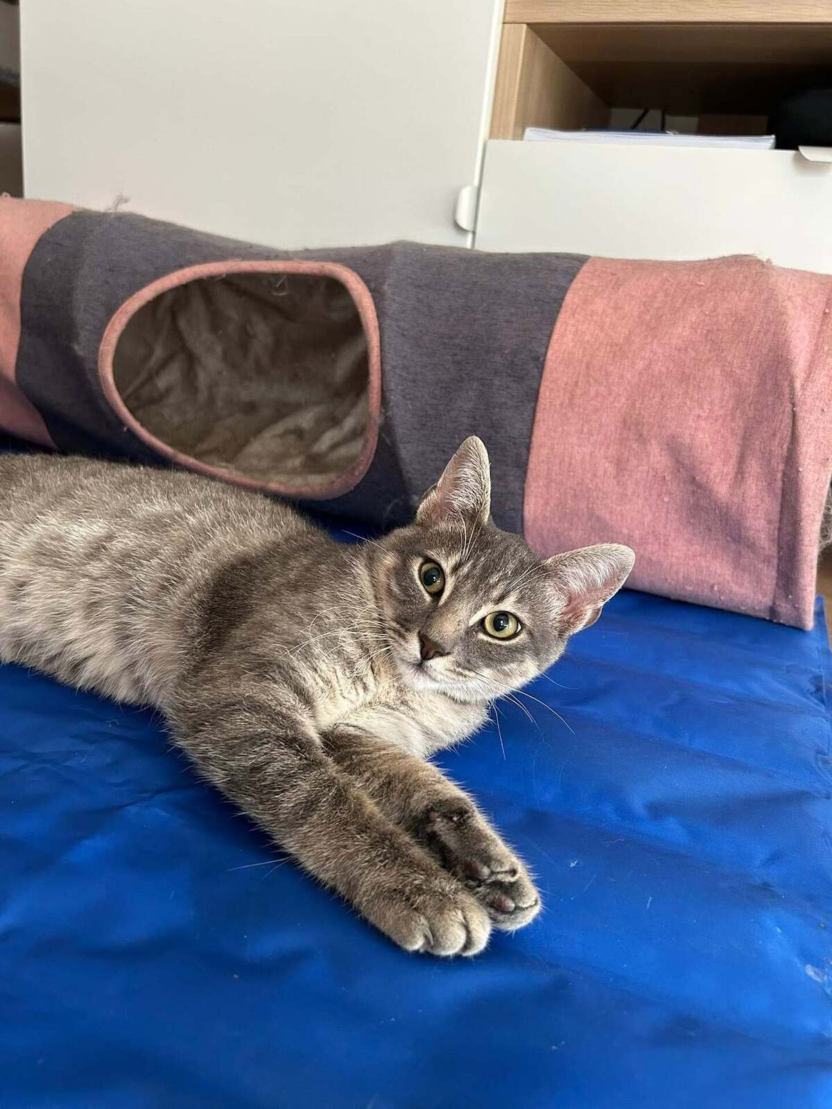 Adoption Malo