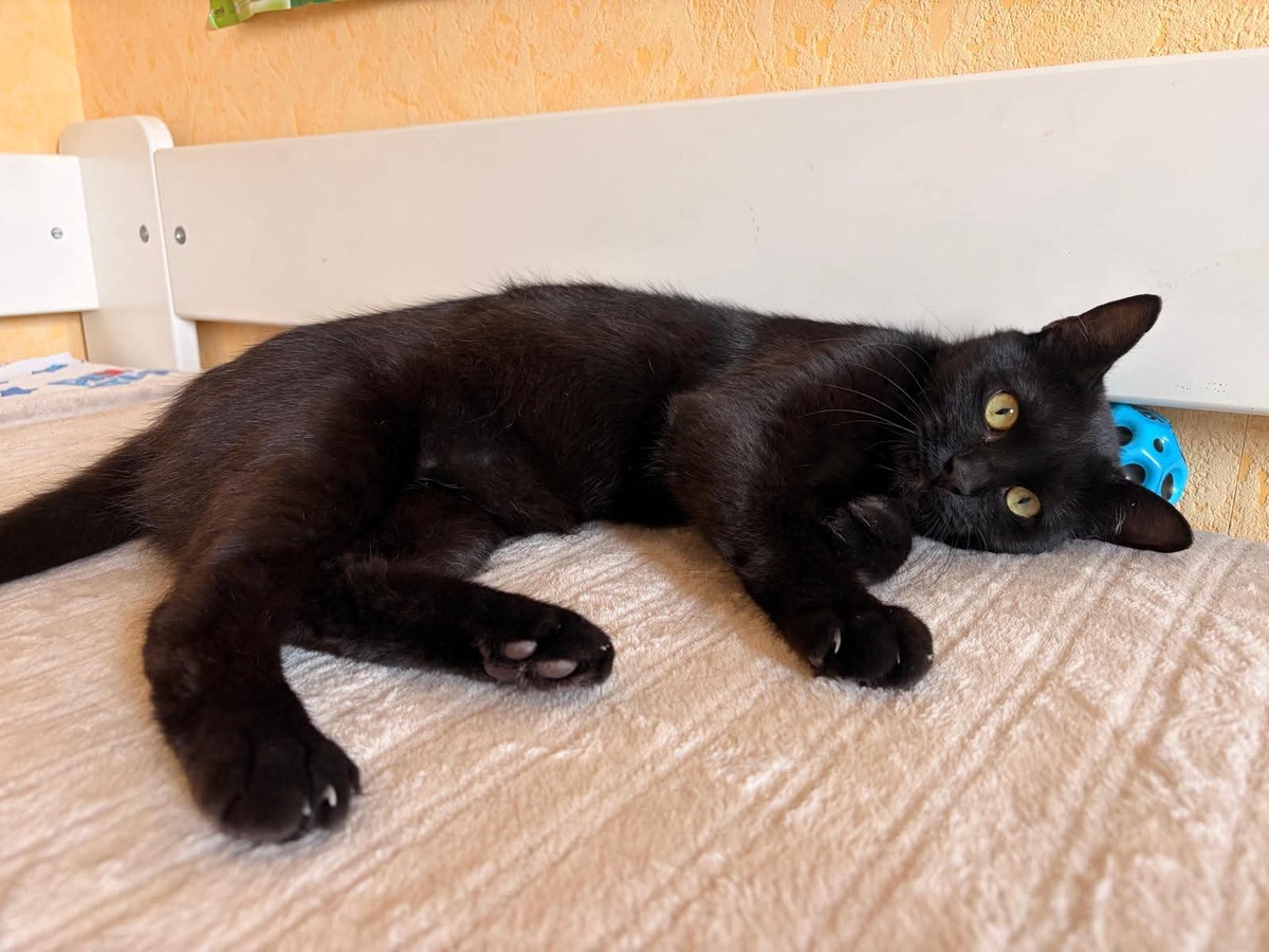Adoption Moka
