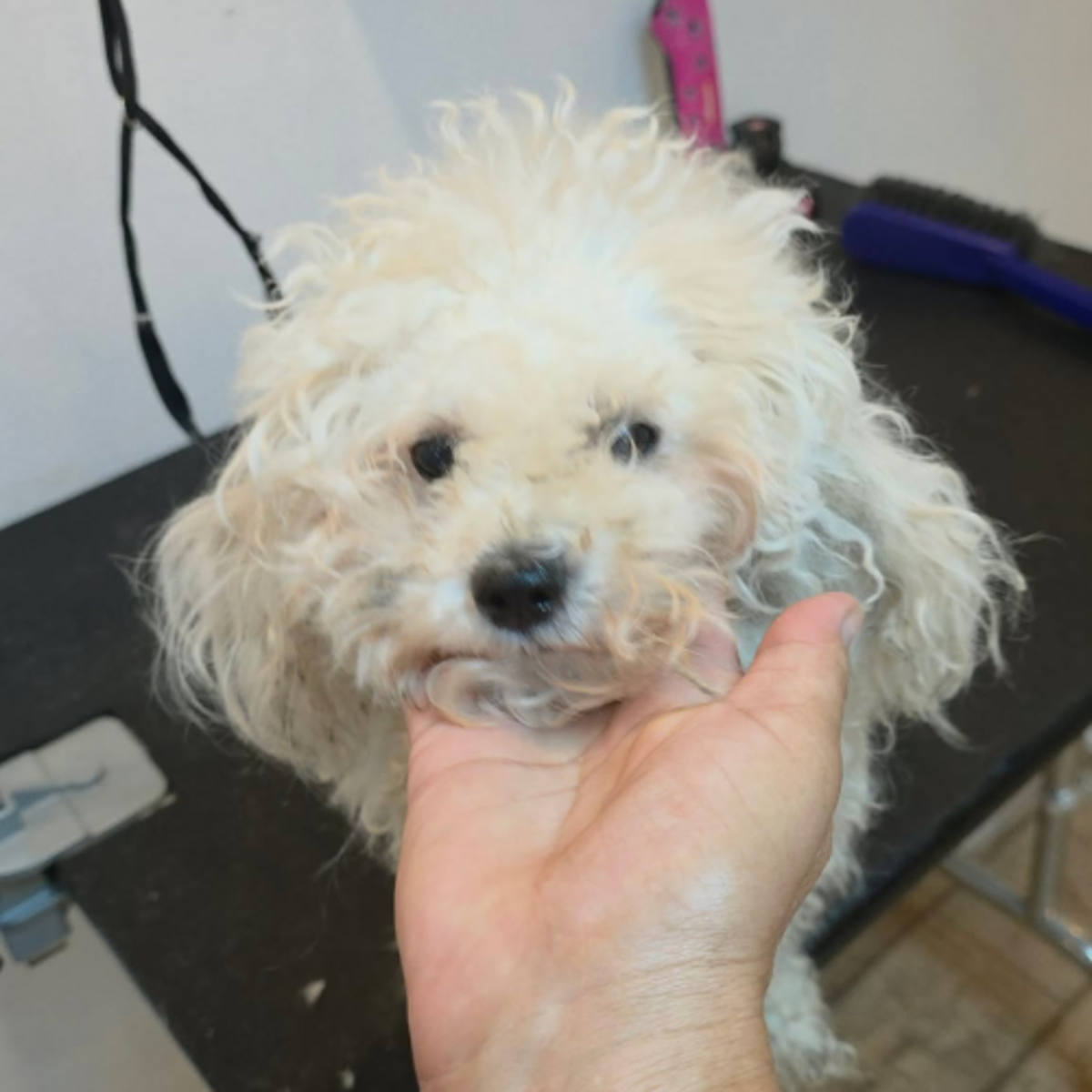 Adoption ILINKA