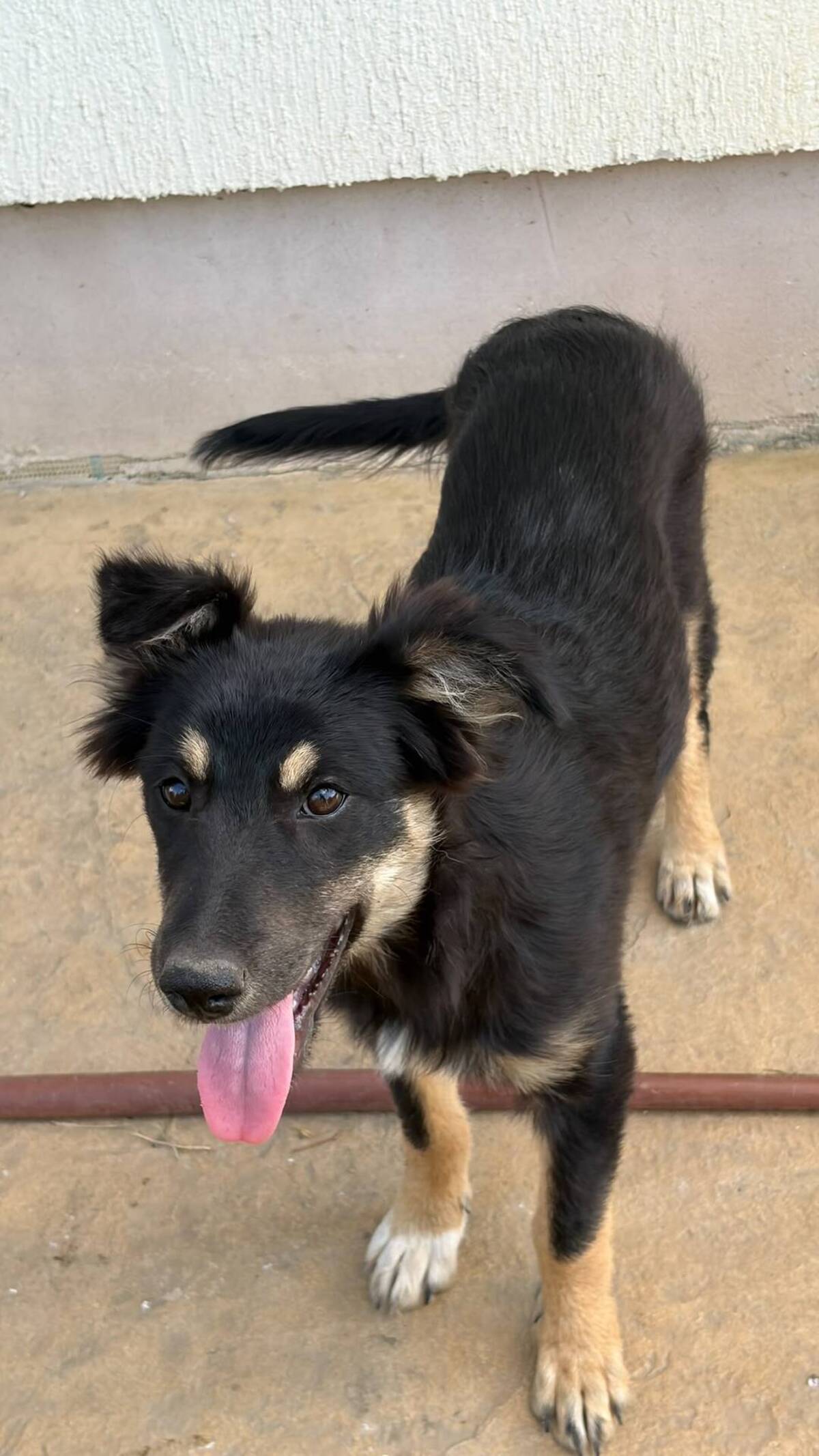Adoption Lilly
