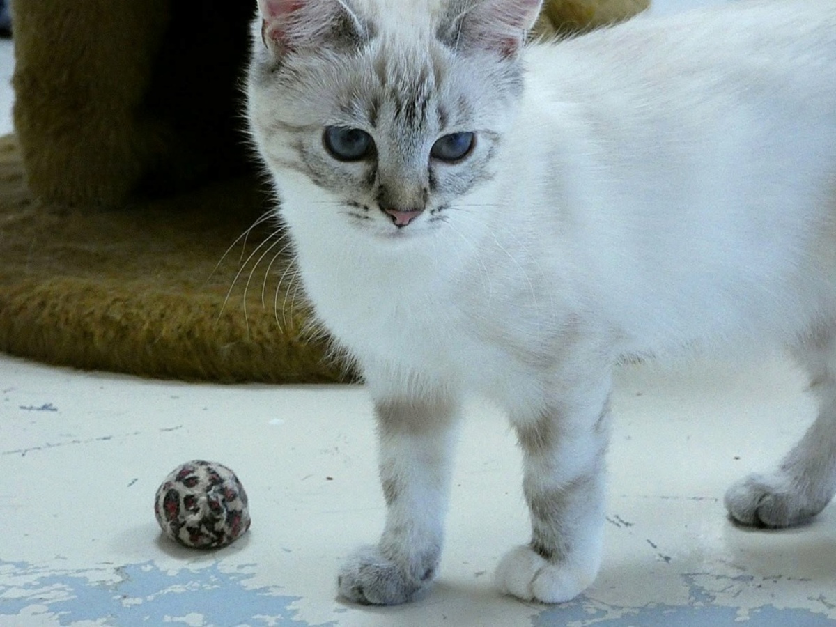 Adoption Hawaï