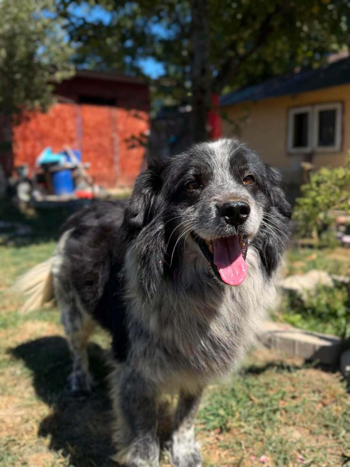 Adoption Domino