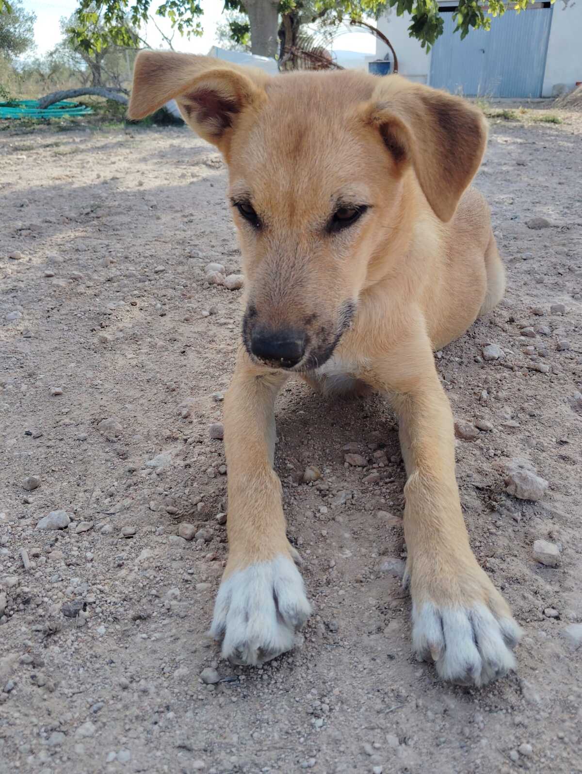 Adoption Cala