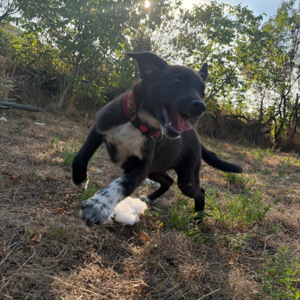 Adoption NALA