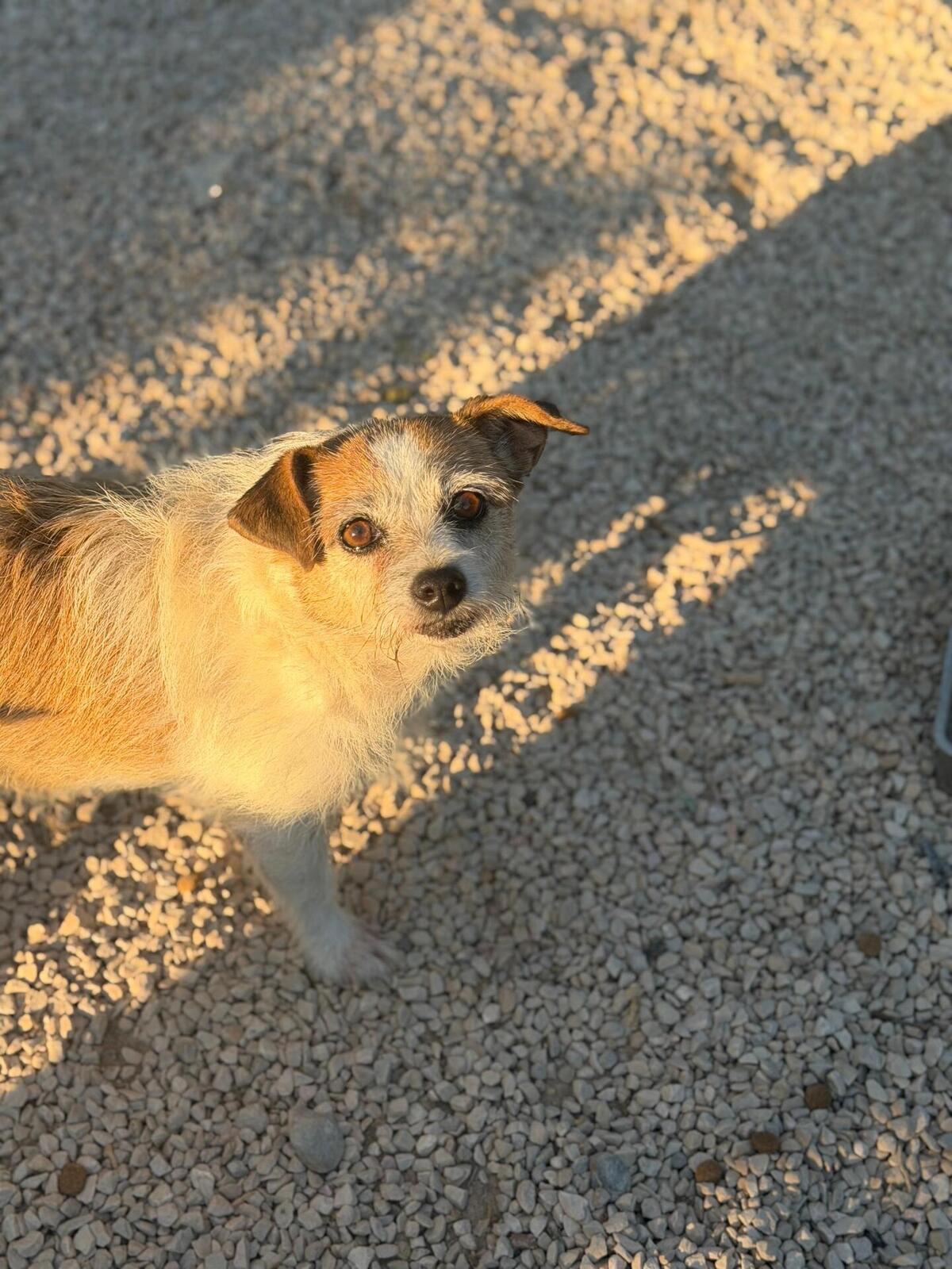 Adoption Pitufa