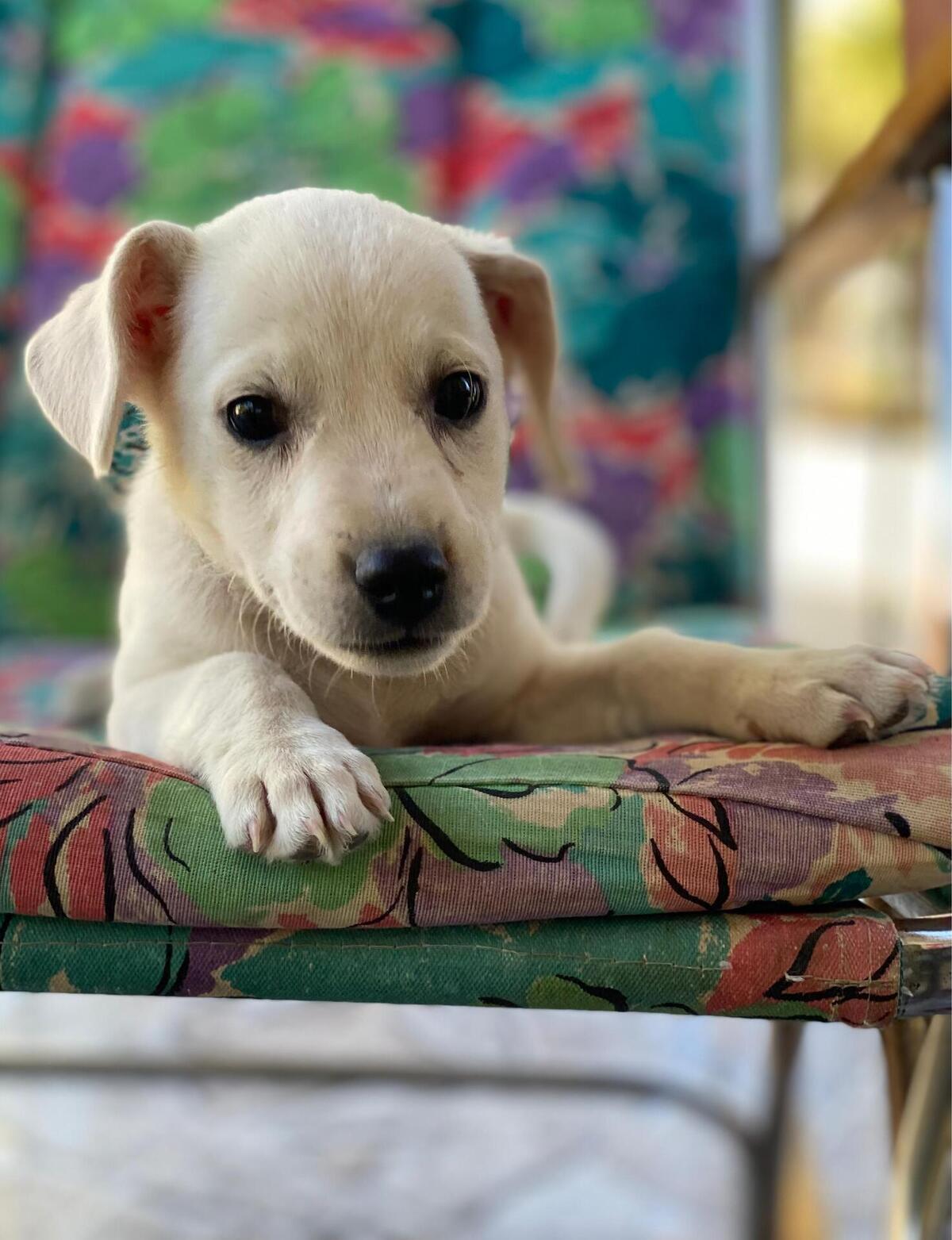 Adoption Lucky