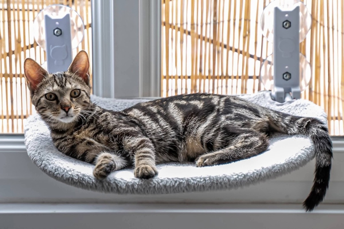 Adoption SARTRE