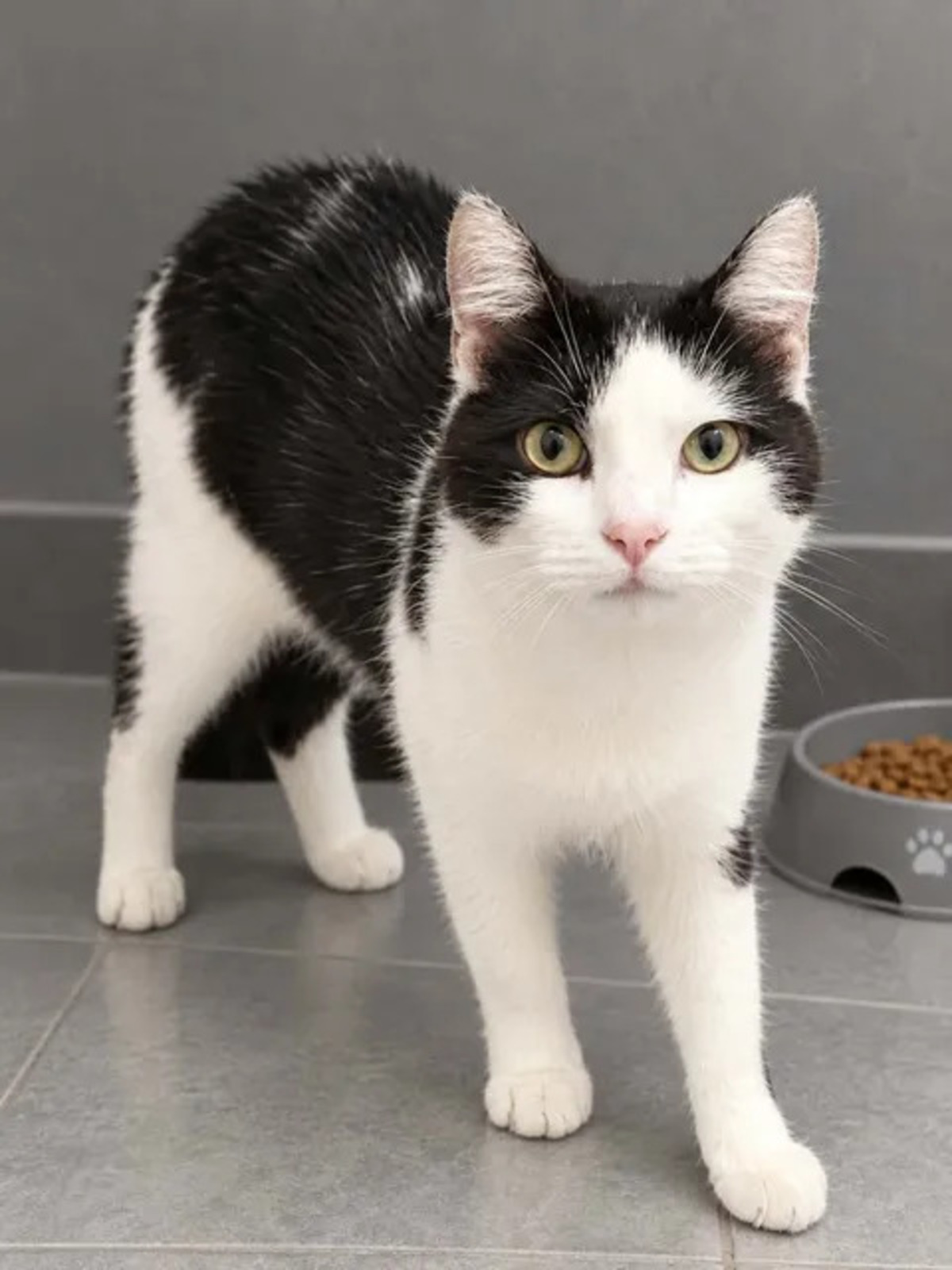 Adoption Felix