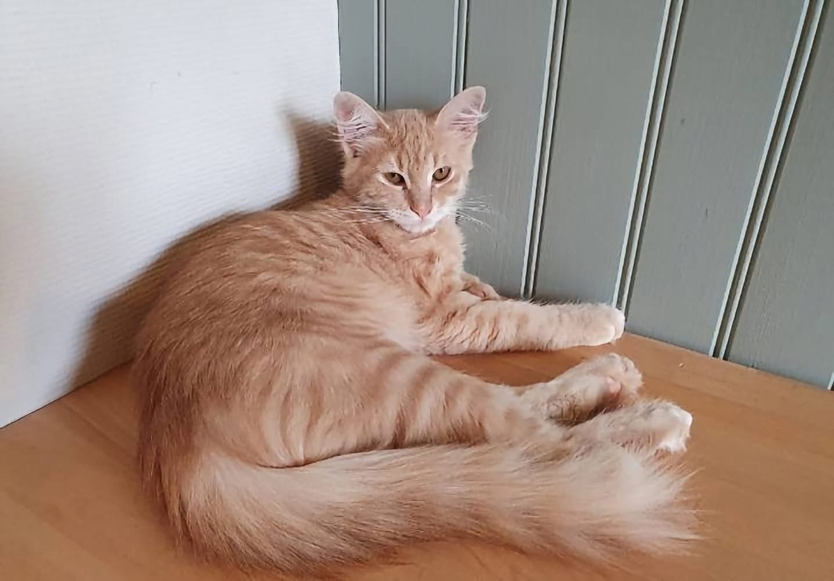 Adoption SAM