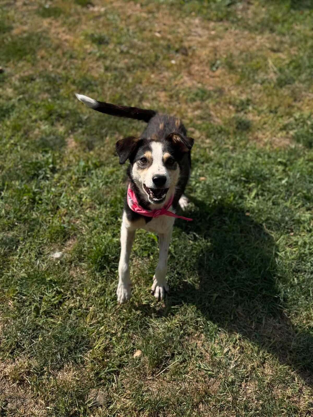 Adoption MANGUO