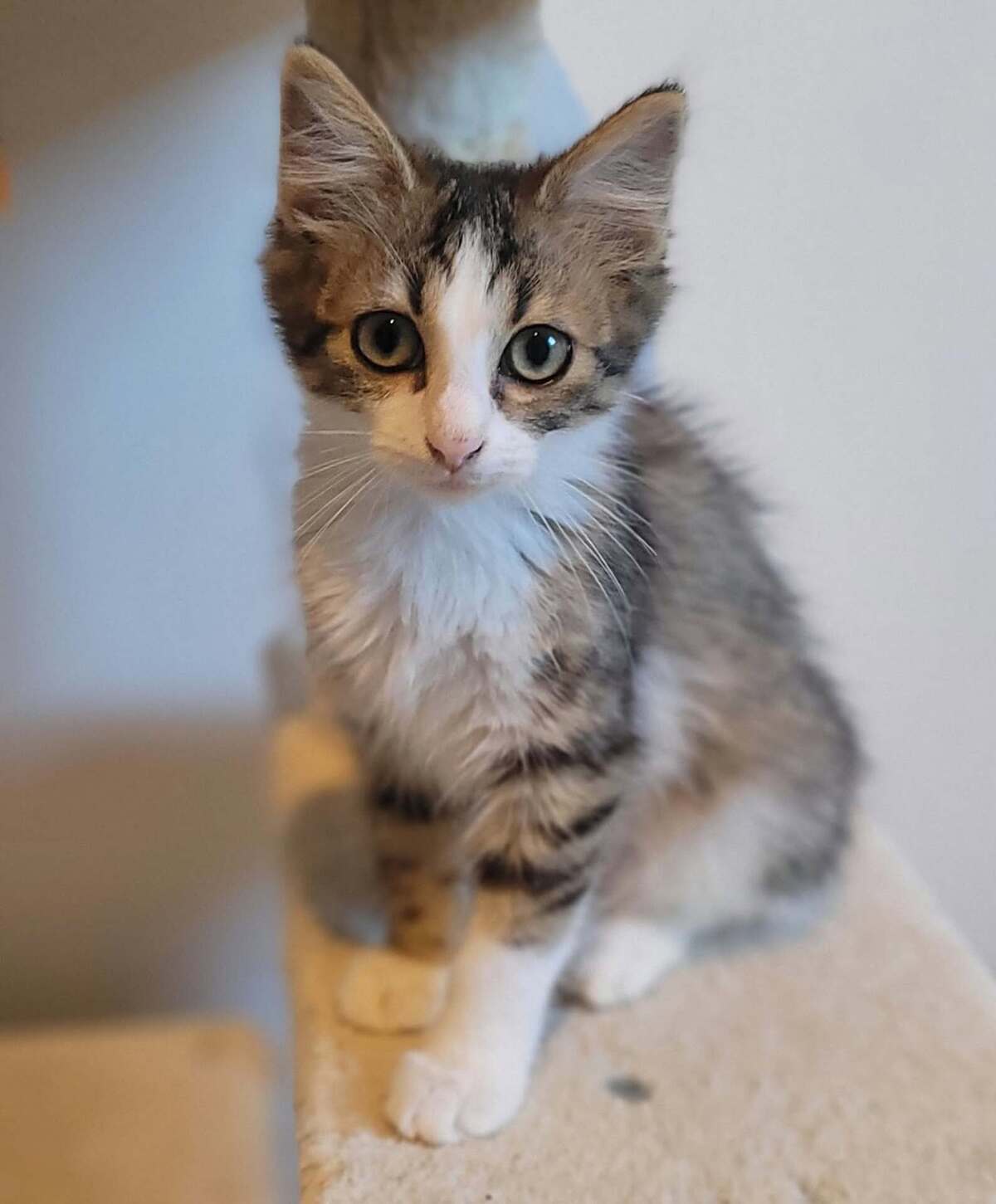 Adoption Birdie & Balthazar
