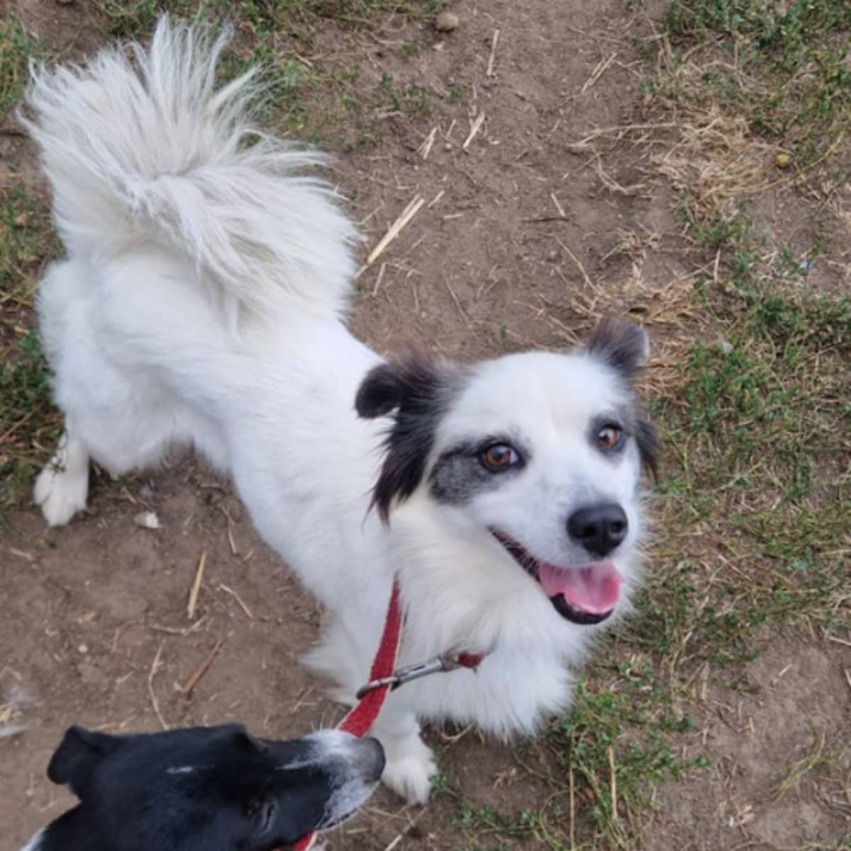 Adoption POMME