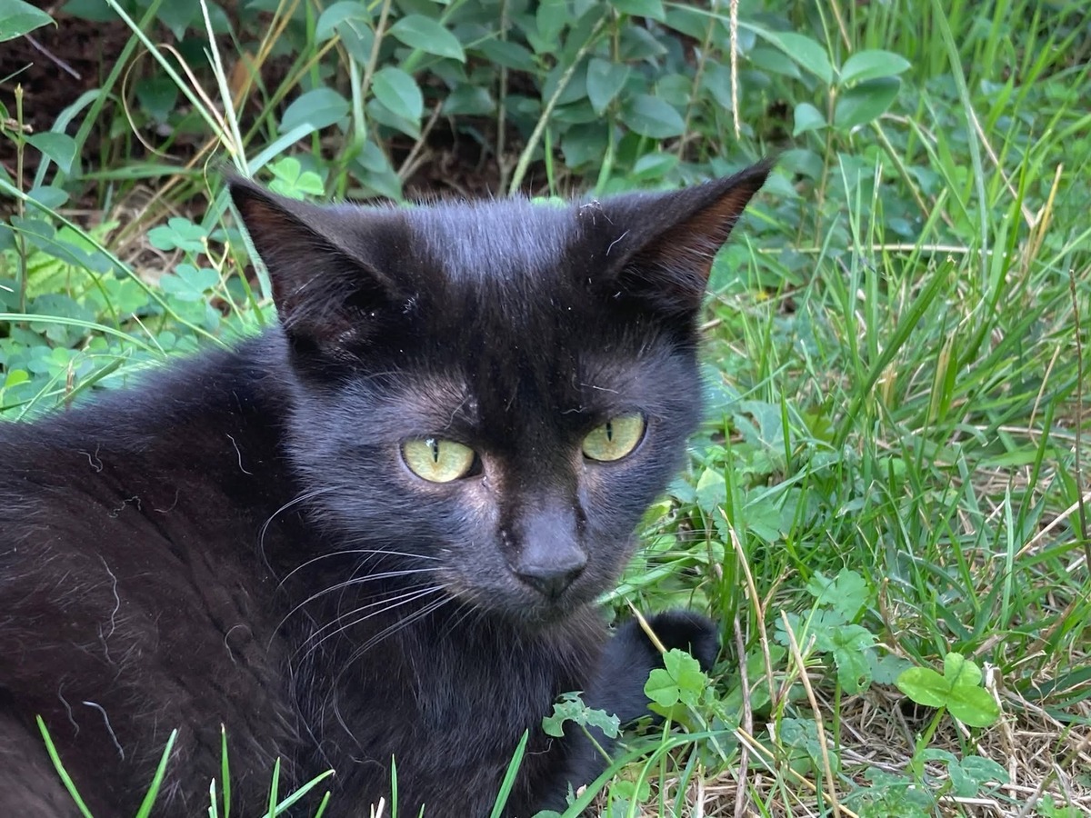 Adoption Bono