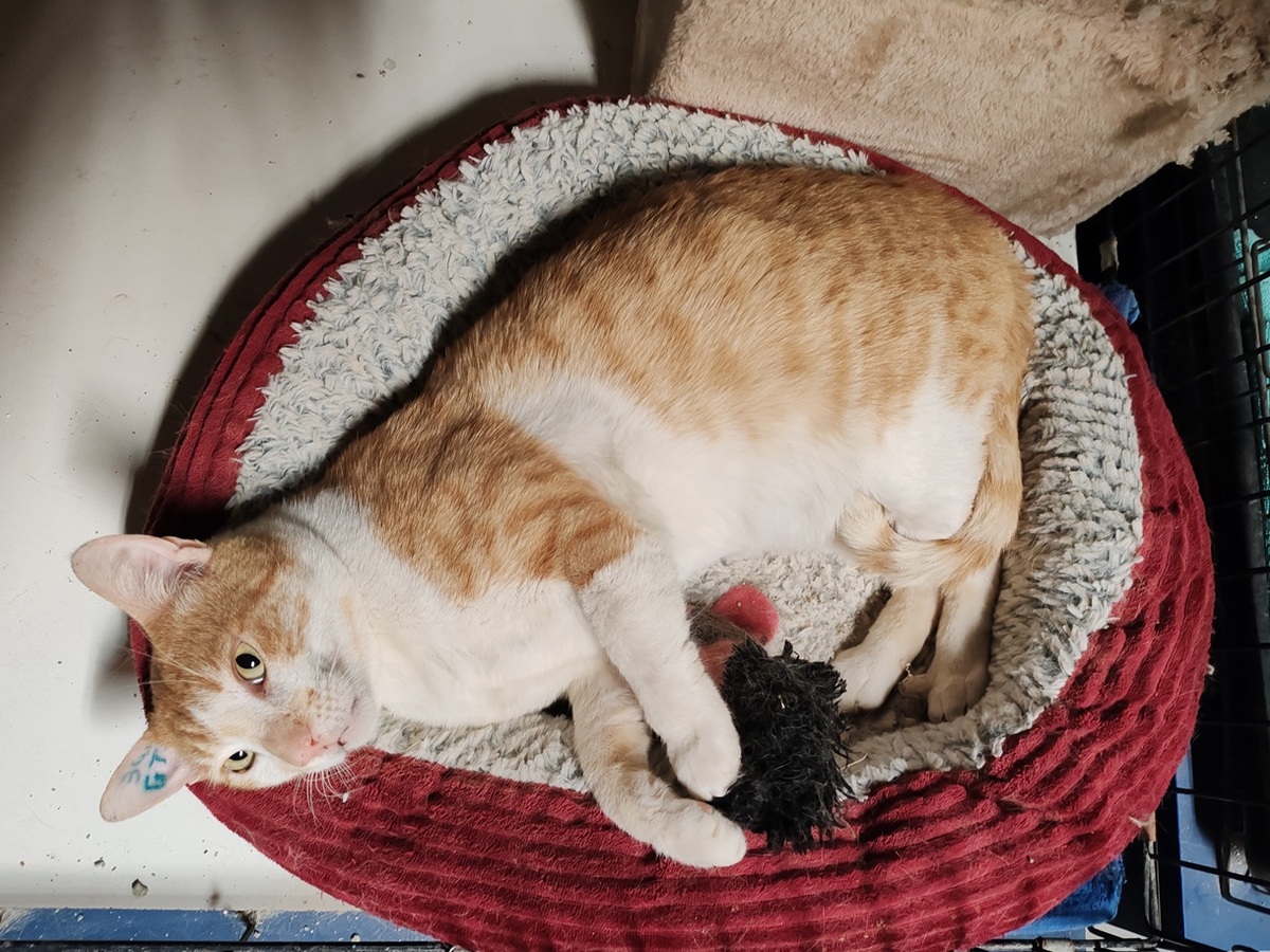 Adoption Dalian